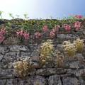 000676 Eglantier (Rosa canina) devant un mur de pierre  Baume-les-Messieurs (39210) (Jura (39), France). 