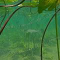 000680 Brochet (Esox lucius) et nnuphars (Nuphar lutea) dans le lac d'Ilay (Jura (39), France).