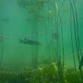 000681 Brochet (Esox lucius) et nnuphars (Nuphar lutea) dans le lac d'Ilay (Jura (39), France).