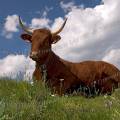 000693 Vache (Bos taurus domesticus) de race Salers dans le Massif du Sancy (Puy-de-Dme (63), france).