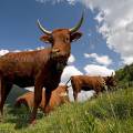 000695 Vaches (Bos taurus domesticus) de race Salers dans le Massif du Sancy (Puy-de-Dme (63), france).