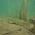 000724 Brochet (Esox lucius) dans le lac d'Ilay (Jura (39), France).