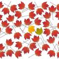 000725 Composition graphique de feuilles d'rable rouge (Acer rubrum).