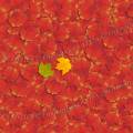 000726 Composition graphique de feuilles d'rable rouge (Acer rubrum).