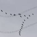000727 Vol en formation de grues cendres (Grus grus) (Cher (18), France).