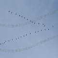 000728 Vol en formation de grues cendres (Grus grus) (Cher (18), France).