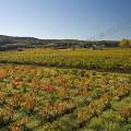 000745 Vignes (Vitis vinifera) en automne  Saint-Roman-de-Malegarde (84290) (Vaucluse (84), France). Production de vins des Ctes du Rhne.