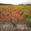 000746 Vignes (Vitis vinifera) en automne  Saint-Roman-de-Malegarde (84290) (Vaucluse (84), France). Production de vins des Ctes du Rhne.