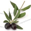 000752 Branche d'olivier (Olea europaea) avec fruits. Nyons (26110) (Drme (26), France). Il s'agit ici de la Tanche, dite olive noire de Nyons et qui est le rsultat de plus de 2000 ans d'acclimatation de cette varit dans le terroir de Nyons. Prise de vue en studio sur fond blanc dtourable.