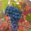 000756 Vigne (Vitis vinifera) et grappe de raisin en automne  Saint-Roman-de-Malegarde (84290) (Vaucluse (84), France). Production de vins des Ctes du Rhne.