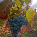000757 Vigne (Vitis vinifera) et grappe de raisin en automne  Saint-Roman-de-Malegarde (84290) (Vaucluse (84),France). Production de vins des Ctes du Rhne.