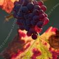 000758 Vigne (Vitis vinifera) et grappe de raisin en automne  Saint-Roman-de-Malegarde (84290) (Vaucluse (84), France). Production de vins des Ctes du Rhne.