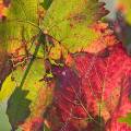 000760 Feuilles de vigne (Vitis vinifera) en automne  Saint-Roman-de-Malegarde (84290) (Vaucluse (84), France). Production de vins des Ctes du Rhne.