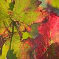 000761 Feuilles de vigne (Vitis vinifera) en automne  Saint-Roman-de-Malegarde (84290) (Vaucluse (84), France). Production de vins des Ctes du Rhne.