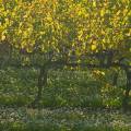 000763 Vignes (Vitis vinifera) en automne  Saint-Roman-de-Malegarde (84290) (Vaucluse (84), France). Production de vins des Ctes du Rhne.