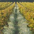 000766 Vignes (Vitis vinifera) en automne  Saint-Roman-de-Malegarde (84290) (Vaucluse (84), France). Production de vins des Ctes du Rhne.