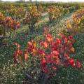 000768 Vignes (Vitis vinifera) en automne  Saint-Roman-de-Malegarde (84290) (Vaucluse (84), France). Production de vins des Ctes du Rhne.