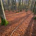 000771 Fort de htres (Fagus sylvatica) en automne dans la Montagne Bourbonnaise (Allier (03), France). Filtre polarisant. Le sous-bois est particulirement propre et dgag.