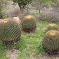 000772 Ferocactus histrix (San Miguel de Allende, Guanajuato, Mexique). Ces superbes plantes sont utilises localement pour faire des confiseries (acitrn) avec leur pulpe que l'on confit.