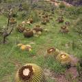 000773 Coussins de belle-mre (Echinocactus grusonii) et Opuntia imbricata (San Miguel de Allende, Guanajuato, Mexique). 