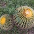 000774 Coussins de belle-mre (Echinocactus grusonii) (San Miguel de Allende, Guanajuato, Mexique). 
