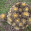 000776 Coussins de belle-mre (Echinocactus grusonii) (San Miguel de Allende, Guanajuato, Mexique). 