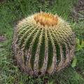 000777 Coussin de belle-mre (Echinocactus grusonii) ayant rsist  un brlis (San Miguel de Allende, Guanajuato, Mexique). 