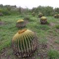 000778 Coussins de belle-mre (Echinocactus grusonii) ayant rsist  un brlis (San Miguel de Allende, Guanajuato, Mexique). 
