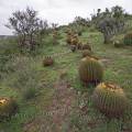 000779 Coussins de belle-mre (Echinocactus grusonii) et Opuntia (San Miguel de Allende, Guanajuato, Mexique). 