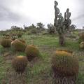 000780 Coussins de belle-mre (Echinocactus grusonii) et Opuntia (San Miguel de Allende, Guanajuato, Mexique). 