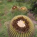000781 Coussins de belle-mre (Echinocactus grusonii) et Opuntias (San Miguel de Allende, Guanajuato, Mexique). 