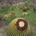 000782 Coussins de belle-mre (Echinocactus grusonii) et Opuntia imbricata (San Miguel de Allende, Guanajuato, Mexique). 