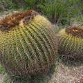 000784 Coussins de belle-mre (Echinocactus grusonii) (San Miguel de Allende, Guanajuato, Mexique). 