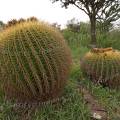 000785 Coussins de belle-mre (Echinocactus grusonii) (San Miguel de Allende, Guanajuato, Mexique). 