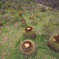 000786 Coussins de belle-mre (Echinocactus grusonii) et Opuntias (San Miguel de Allende, Guanajuato, Mexique). 