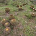 000788 Coussins de belle-mre (Echinocactus grusonii) (San Miguel de Allende, Guanajuato, Mexique). 