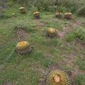 000789 Coussins de belle-mre (Echinocactus grusonii) ayant rsist  un brlis (San Miguel de Allende, Guanajuato, Mexique). 