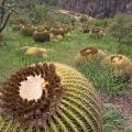 000790 Coussins de belle-mre (Echinocactus grusonii) et Opuntia imbricata (San Miguel de Allende, Guanajuato, Mexique). 
