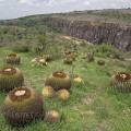 000791 Coussins de belle-mre (Echinocactus grusonii) (San Miguel de Allende, Guanajuato, Mexique). 
