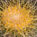000792 Gros plan d'un coussin de belle-mre (Echinocactus grusonii) (San Miguel de Allende, Guanajuato, Mexique). 