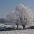 000795 Gele blanche recouvrant deux saules ttards (Salix alba) dans le Boischaut (Cher (18), France).