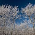 000800 Gele blanche recouvrant des arbres dans le Boischaut (Cher (18), France). Filtre polarisant.