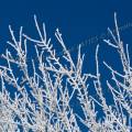 000817 Gele blanche recouvrant des branches dans le Boischaut (Cher (18), France). Filtre polarisant.