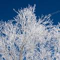 000818 Gele blanche recouvrant des branches dans le Boischaut (Cher (18), France). Filtre polarisant.