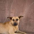 000819 Chienne btarde (Canis familiaris) couche sur un banc (San Miguel de Allende, Guanajuato, Mexique).