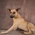 000820 Chienne btarde (Canis familiaris) se redressant avec un air inquiet (San Miguel de Allende, Guanajuato, Mexique).