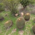 000821 Ferocactus histrix (San Miguel de Allende, Guanajuato, Mexique). Ces superbes plantes sont utilises localement pour faire des confiseries (acitrn) avec leur pulpe que l'on confit.