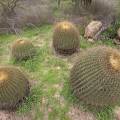 000822 Ferocactus histrix (San Miguel de Allende, Guanajuato, Mexique). Ces superbes plantes sont utilises localement pour faire des confiseries (acitrn) avec leur pulpe que l'on confit.