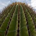 000823 Vue rapproche en contre-plonge d'un Echinocactus platyacanthus (San Miguel de Allende, Guanajuato, Mexique). 