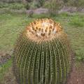 000824 Echinocactus platyacanthus (San Miguel de Allende, Guanajuato, Mexique). 